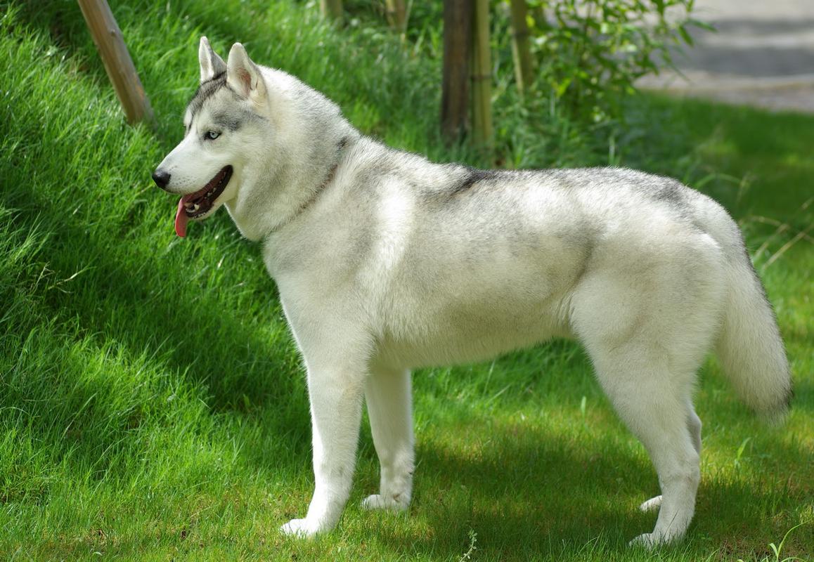 西伯利亚雪橇犬?西伯利亚雪橇犬是阿拉斯加吗!